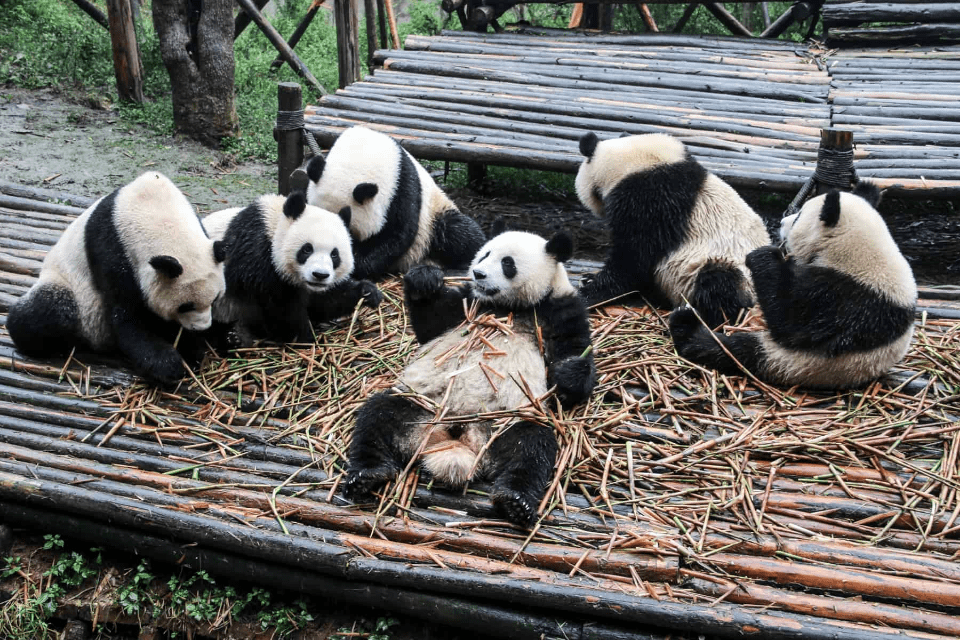 Afbeelding van meerdere panda's die bamboo eten